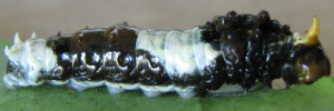Larvae